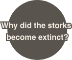Why did the storks become extinct?