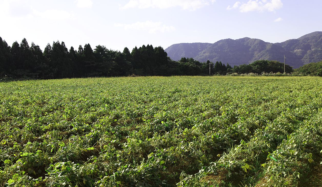 美方大納言小豆 甘み 旨味 健康の成分が豊富 Jaたじまの特産品