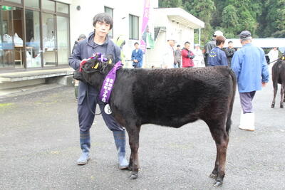 241101JAたじま　田中さん、吉岡さん最上位　兵庫・香美町子牛品評会.jpg